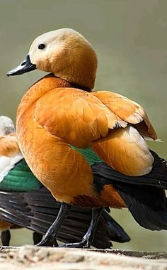 two ducks sitting on top of each other next to one another in front of a body of water