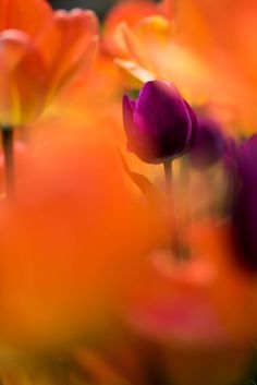 some orange and purple flowers are close together