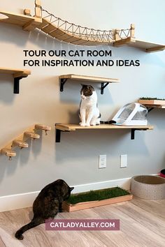 tabby cat on a cat shelf and tortie cat eating cat grass in a cat room Cat Area Ideas Indoor, Cat Wall Shelf Ideas, Cat Playroom Indoor, Cat Room Setup, Wall Mounted Cat Furniture, Cat Playroom Ideas, Small Cat Room Ideas, Cat Friendly Living Room, Litter Closet