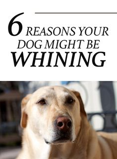 a dog with the words 6 reason your dog might be whineng on it