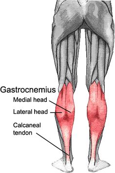 the muscles are labeled in this diagram