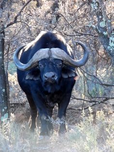 an animal with large horns standing in the woods