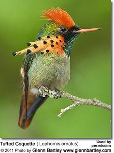 a colorful bird sitting on top of a tree branch with its beak open and tongue out