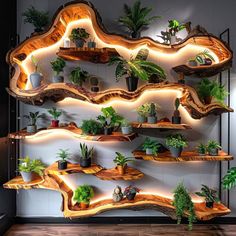 a shelf filled with lots of plants and potted plants on top of wooden shelves