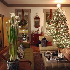 a living room filled with furniture and a christmas tree in the middle of the room