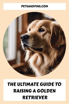 The Ultimate Guide To Raising A Golden Retriever https://petsandfins.com/the-ultimate-guide-to-raising-a-golden-retriever Nutrition Guidelines, Leash Training, Best B, Best Dog Breeds, Older Dogs, American Kennel Club, Health Check, Senior Dog