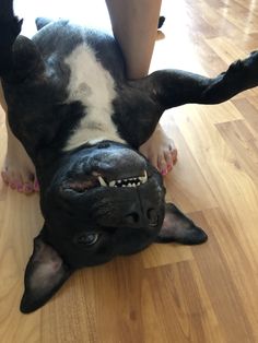 a black and white dog laying on top of a wooden floor next to a person