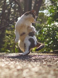 a cat standing on its hind legs in the air