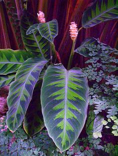 a plant with large green leaves in the foreground and other plants on the background