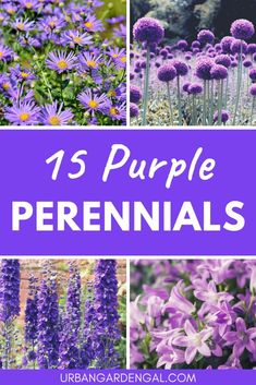 purple flowers with text overlay that reads 15 purple perennials