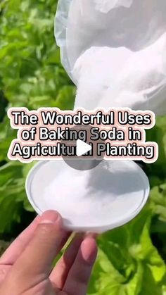 the wonderful uses of baking soda in agriculture and plant life by using it as an appliance