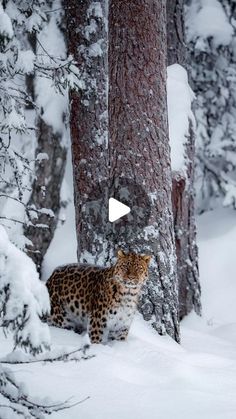 a leopard standing in the snow next to a tree