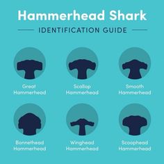 the hammerhead shark identification guide is shown in blue and black, with eight different types of hammerheads