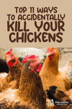 chickens with the words top 11 ways to accidentally kill your chickens