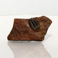 a rock with a shell embedded in it