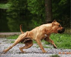 a brown dog running across a gravel road