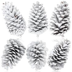 four different types of pine cones are shown in this image, one is white and the other is gray