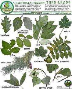 an image of different types of leaves and their names on the leaf chart for each plant