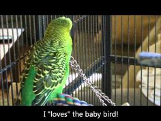 a green parrot sitting on top of a cage