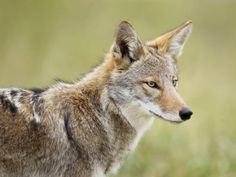 a wolf standing in the grass looking at something