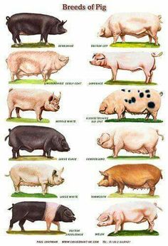 the different breeds of pigs are shown in this diagram