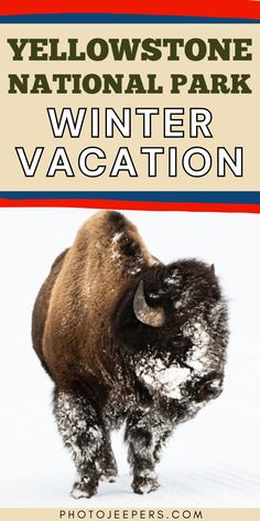 This Yellowstone National Park travel guide gives you all the information you need to plan a winter trip: services and lodging available, road status, weather, and more! The park, usually buzzing with tourists in the summer, transforms into a tranquil winter wonderland, its landscapes cloaked in a sparkling blanket of snow. The winter season also brings with it the opportunity for memorable activities such as snowmobiling, cross-country skiing, or just cozying up by a fire in one of the park’s lodges. Yellowstone In Winter, Wyoming Winter, Winter Trip Packing List, Yellowstone Photography, Travel Wyoming, Winter Vacations, Yellowstone Camping