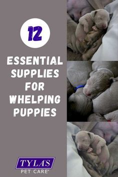 several pictures of puppies sleeping together with the caption 12 essential supplies for helping puppies