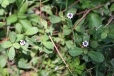 small white and purple flowers in the grass