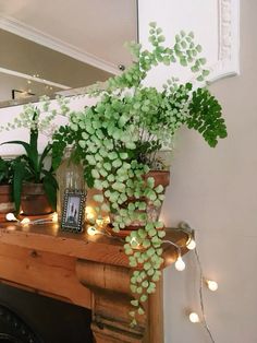 some plants are sitting on top of a mantle with string lights around it and an old photo frame