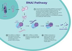 a diagram showing the steps in how to use an rnai pathway for nematia