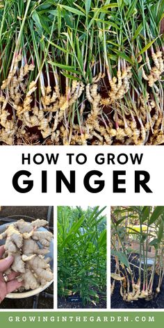 how to grow ginger in the garden with text overlay that reads, how to grow ginger