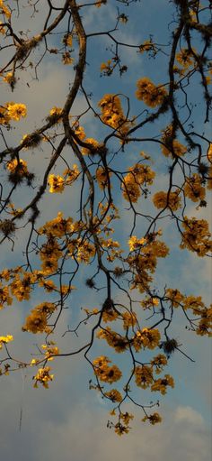 the branches of a tree with yellow flowers against a blue sky and clouds in the background