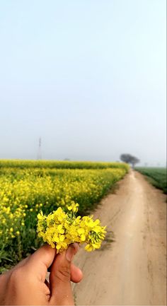 a hand holding a small yellow flower in front of a dirt road and canola field