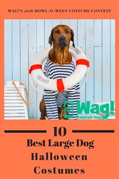 a dog wearing a life preserver with the words 10 best large dog halloween costumes