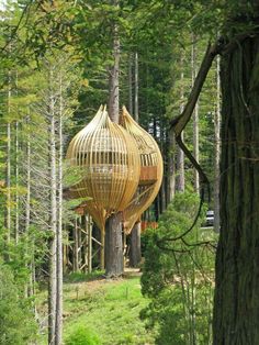 a wooden structure in the middle of a forest with lots of trees and grass around it