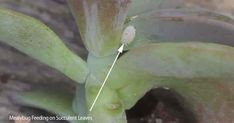 a close up of a plant with small white dots on it's center leaf