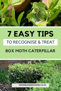 the words 7 easy tips to recognise and treat box moth caterpillar