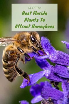 a bee on purple flowers with the words best florida plants to attract honeybees