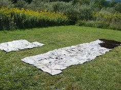 two pieces of newspaper laid out on the grass in front of a field with yellow flowers