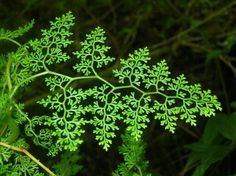 a green plant with white flowers and leaves