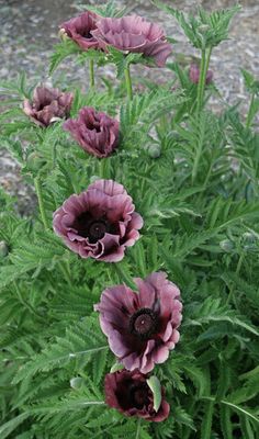 some very pretty purple flowers by the side of the road