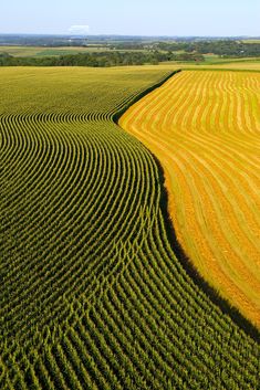 an aerial view of a corn field with rows of crops in the foreground and trees in the background