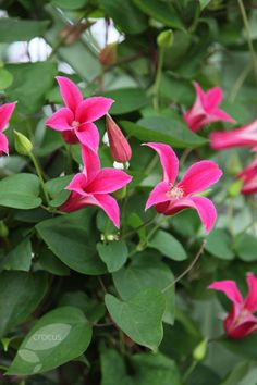 pink flowers are blooming on green leaves