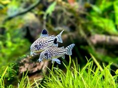 Cory catfish are a type of fish found in many different parts of the world. They are usually hardy and can withstand a lot of environmental conditions. Oscar Fish Tank Ideas, Cool Fish Tank Decorations, Cory Catfish, Oscar Fish, Fish Tank Terrarium, Fish Tank Design, Fresh Water Fish Tank