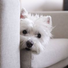 a small white dog sitting on top of a couch next to a chair with it's head hanging over the arm