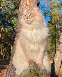 a fluffy cat sitting on top of a tree stump in the middle of a forest