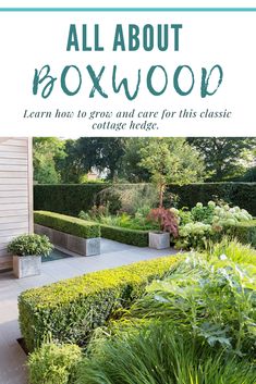 the cover of all about boxwood learn how to grow and care for this classic garden