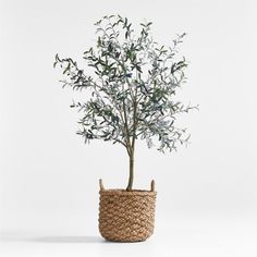 an olive tree in a woven basket on a white background