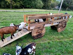 several goats are standing in front of a wooden cart that is attached to the grass