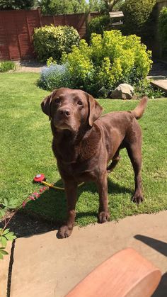 a brown dog standing on top of a lush green field